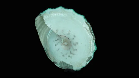 Sea shell 7, rotation, part2 Video stock 134921233