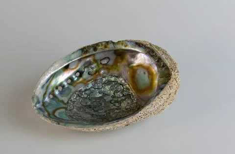 Sea shell Abalone shell Haliotis asinina on a white background. Stock Photos