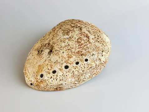 Sea shell Abalone shell Haliotis asinina on a white background. 스톡 사진
