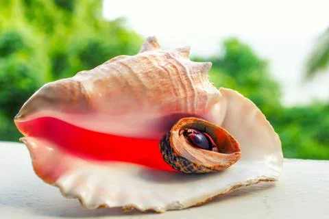 Sea shell and seashell with hermit crab Stock Photos