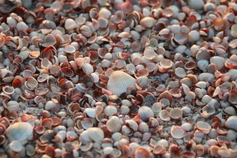 Sea shell background. Beautiful seashell pattern Stock Photos
