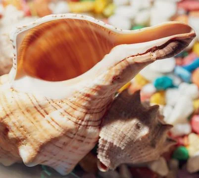 Sea shell as background. Macro 스톡 사진