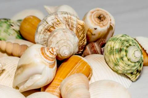 Sea shell background Stock Photos