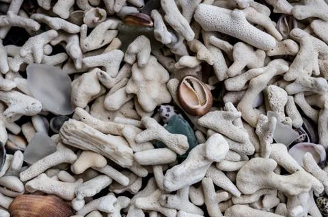 Sea shell background Stock Photos