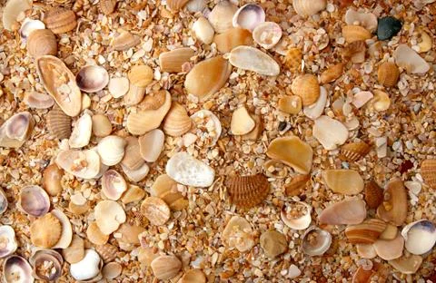 Sea shell background Stock Photos