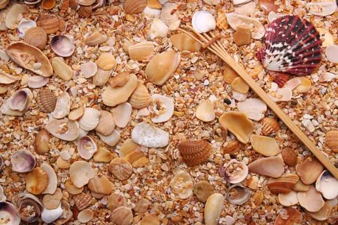 Sea shell background Stock Photos