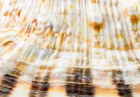 Sea shell background Stock Photos