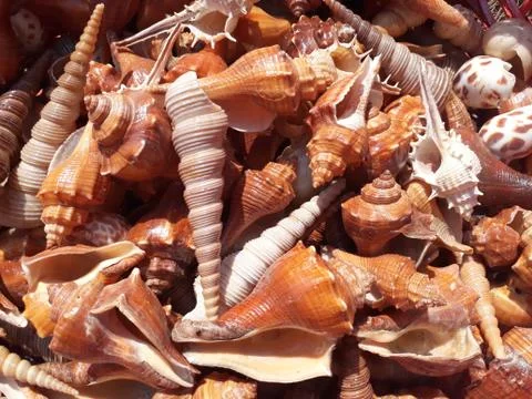 Sea shell background Stock Photos