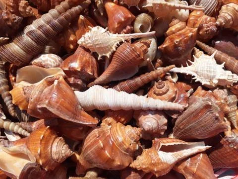 Sea shell background Stock Photos