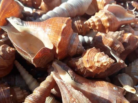 Sea shell background Foto stock