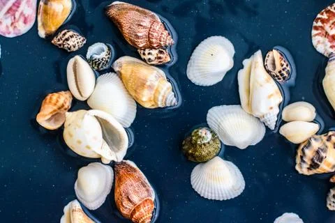 Sea shell background, summertime destination and beach holiday travel card Stock Photos