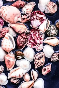 Sea shell background, summertime destination and beach holiday travel card Stock Photos