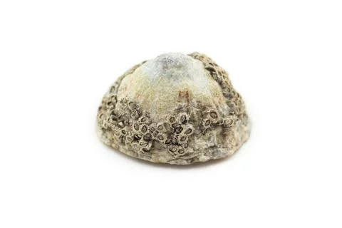 Sea Shell Balanus on white background Stock Photos