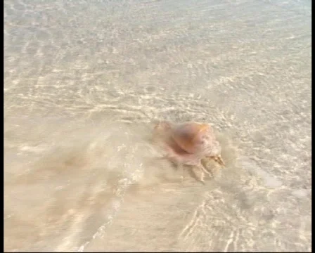 Sea shell on the beach Stock Footage 378231