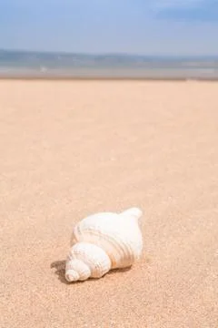 Sea shell on the beach Foto stock