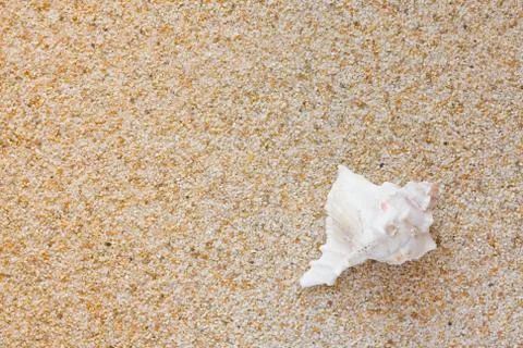 Sea shell on the beach Foto stock