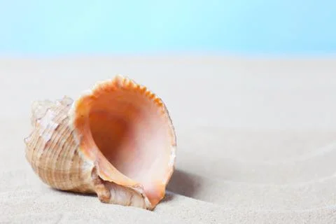 Sea shell on a beach Fotos Stock