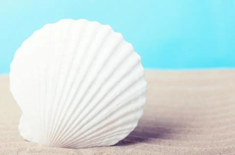 Sea shell on a beach Photos