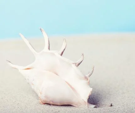Sea shell on a beach 写真素材