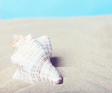 Sea shell on a beach Fotos Stock