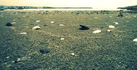 Sea shell on a beach Stock Photos