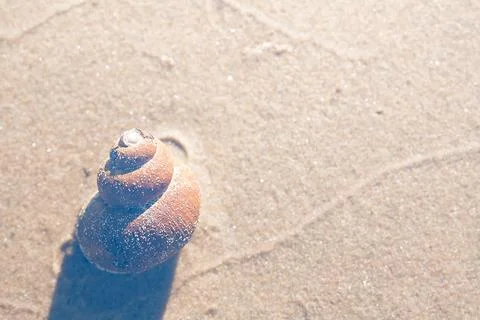 Sea shell on the beach Stock Photos