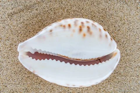Sea shell on the beach sand background. Foto stock