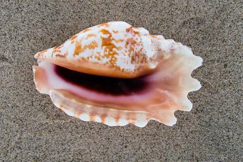Sea shell on the beach sand background. Stock Photos
