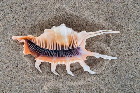 Sea shell on the beach sand background. Foto stock