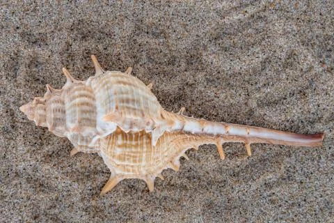 Sea shell on the beach sand background. Foto stock