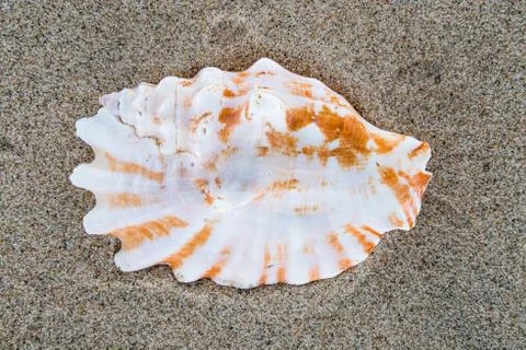 Sea shell on the beach sand background. Foto stock