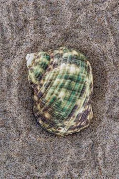 Sea shell on the beach sand background. Stock Photos