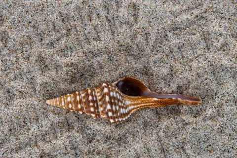 Sea shell on the beach sand background. Stock Photos