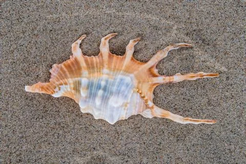 Sea shell on the beach sand background. Stock Photos