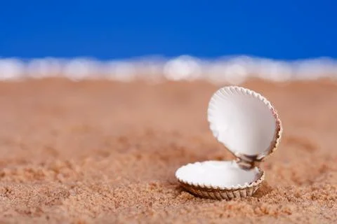 Sea shell on beach sand  Stock Photos