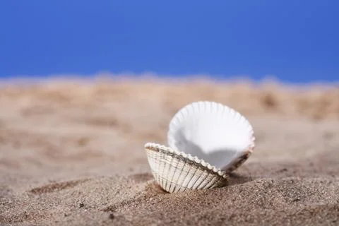 Sea shell on beach sand  Stock Photos