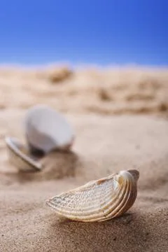 Sea shell on beach sand  Stock Photos