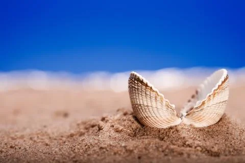 Sea shell on beach sand  Stock Photos