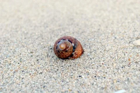 Sea shell on the beach sand Stock Photos