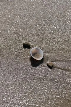 Sea shell on the beach. Selective focus. Shallow depth of field Stock Photos