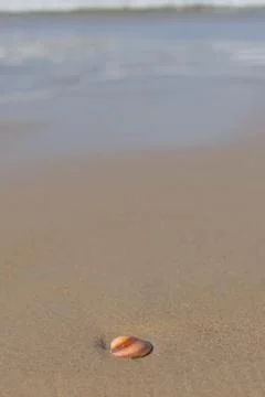 Sea shell on the beach. Selective focus. Shallow depth of field Stock Photos