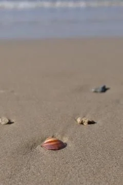 Sea shell on the beach. Selective focus. Shallow depth of field Stock Photos