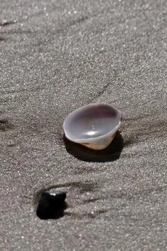 Sea shell on the beach. Selective focus. Shallow depth of field Stock Photos
