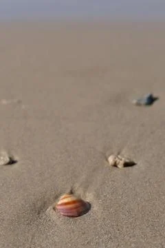 Sea shell on the beach. Selective focus. Shallow depth of field Stock Photos