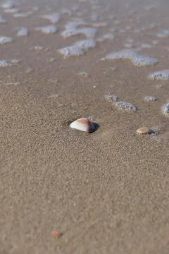 Sea shell on the beach. Selective focus. Shallow depth of field Foto stock