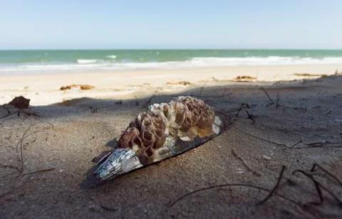 Sea shell on the beach with smooth wave of sea Stock Photos
