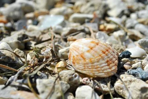 Sea shell on the beach stone Stock Photos