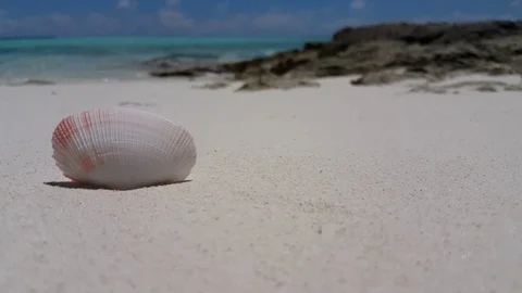 Sea Shell on a Beach in Thailand 库存影片 118081876