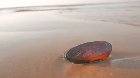 Sea shell on a beach washed by a sea water Stockbeeldmateriaal 61611452