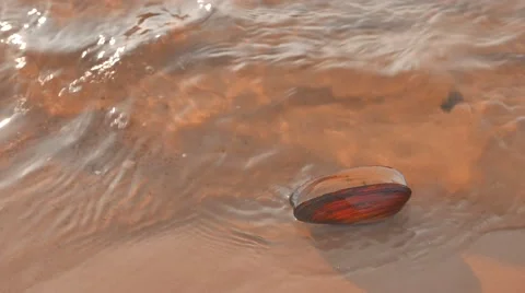 Sea shell on a beach washed by a sea water Видео 61611688